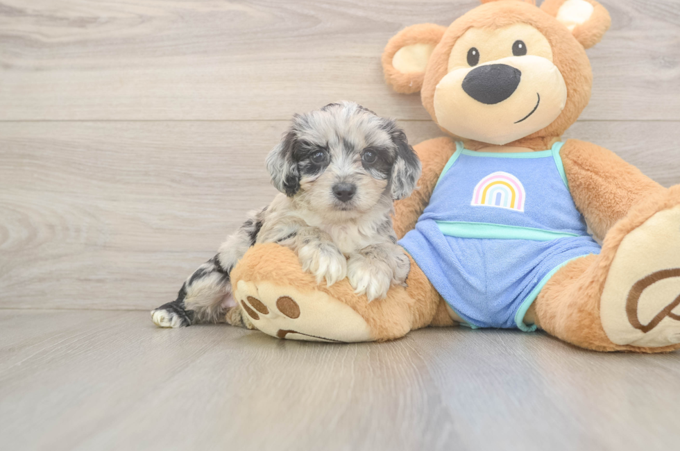 5 week old Mini Aussiedoodle Puppy For Sale - Seaside Pups