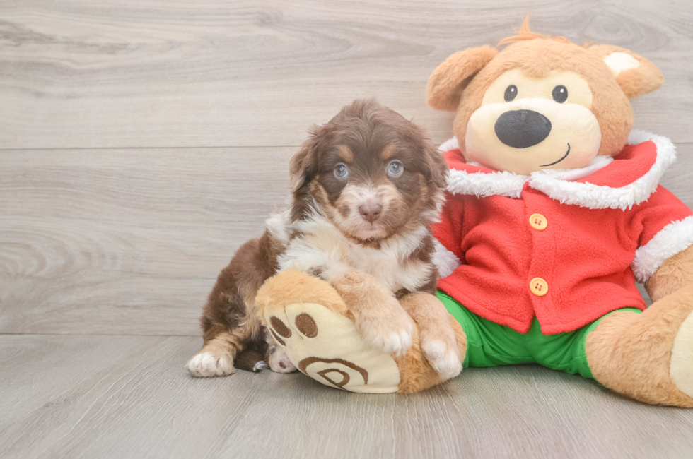 5 week old Mini Aussiedoodle Puppy For Sale - Seaside Pups
