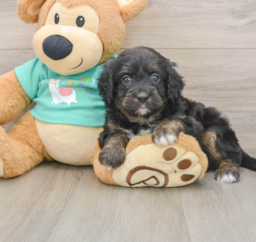 6 week old Mini Aussiedoodle Puppy For Sale - Seaside Pups