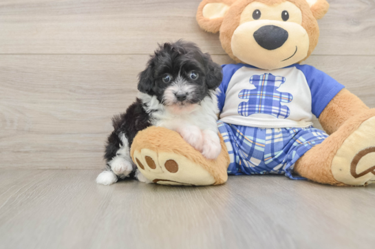Best Mini Aussiedoodle Baby