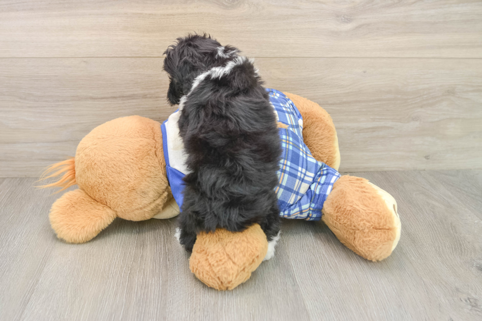 Adorable Aussiepoo Poodle Mix Puppy