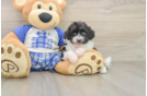 Hypoallergenic Aussiepoo Poodle Mix Puppy