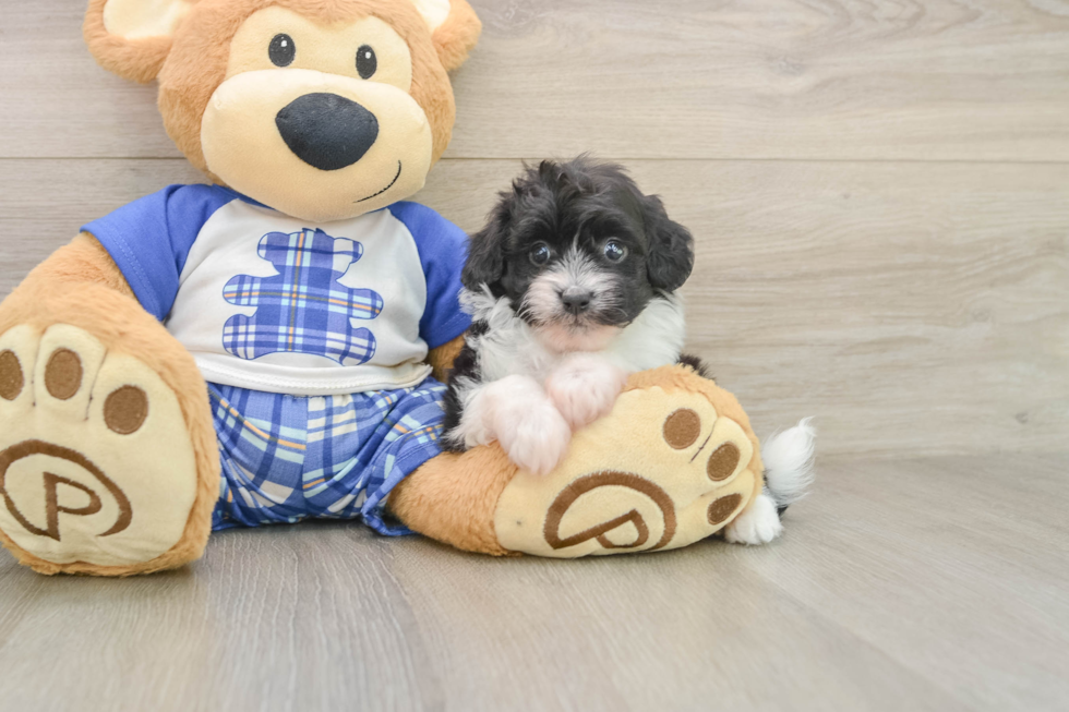Hypoallergenic Aussiepoo Poodle Mix Puppy