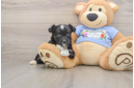Little Aussiepoo Poodle Mix Puppy