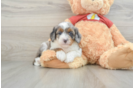 Mini Aussiedoodle Puppy for Adoption