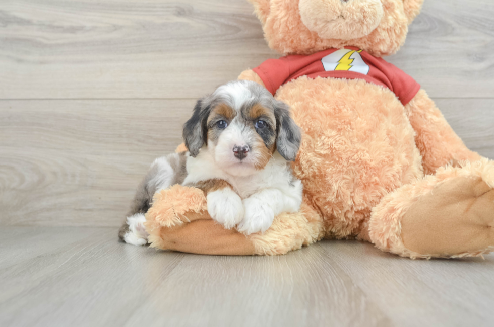 5 week old Mini Aussiedoodle Puppy For Sale - Seaside Pups