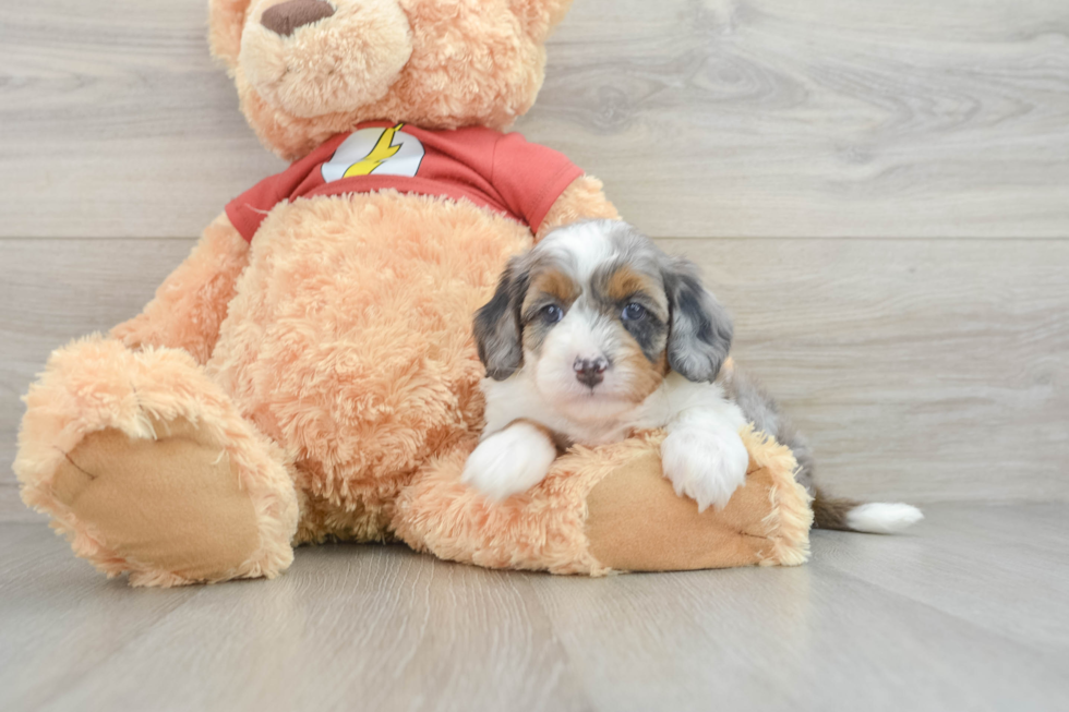 Mini Aussiedoodle Pup Being Cute