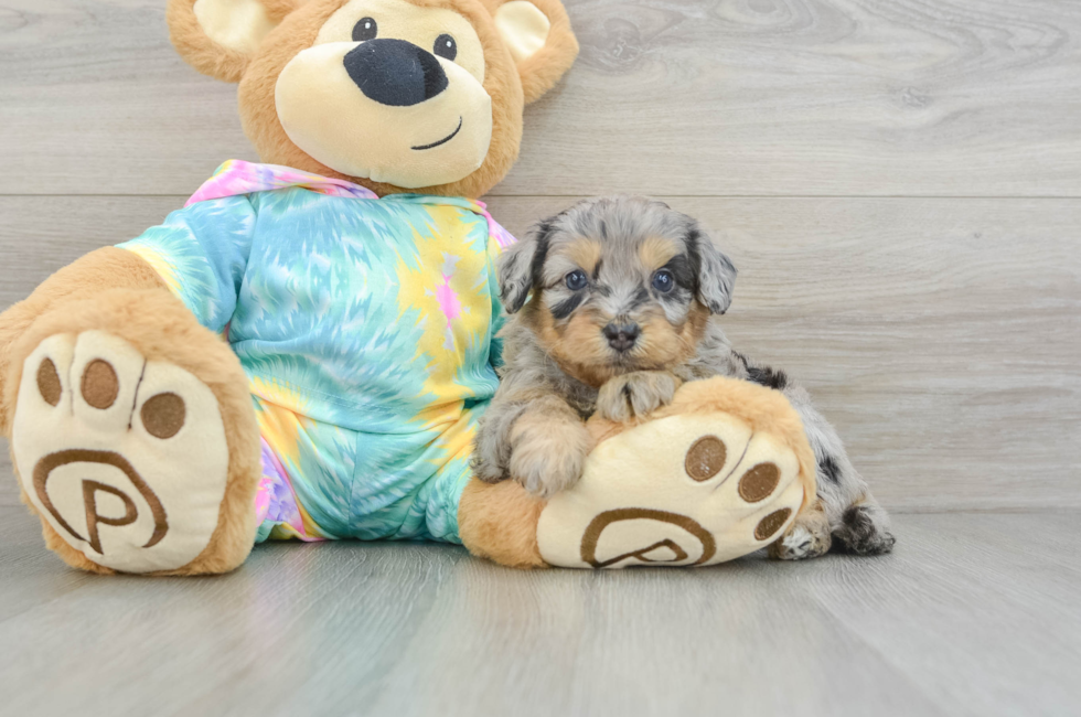 5 week old Mini Aussiedoodle Puppy For Sale - Seaside Pups