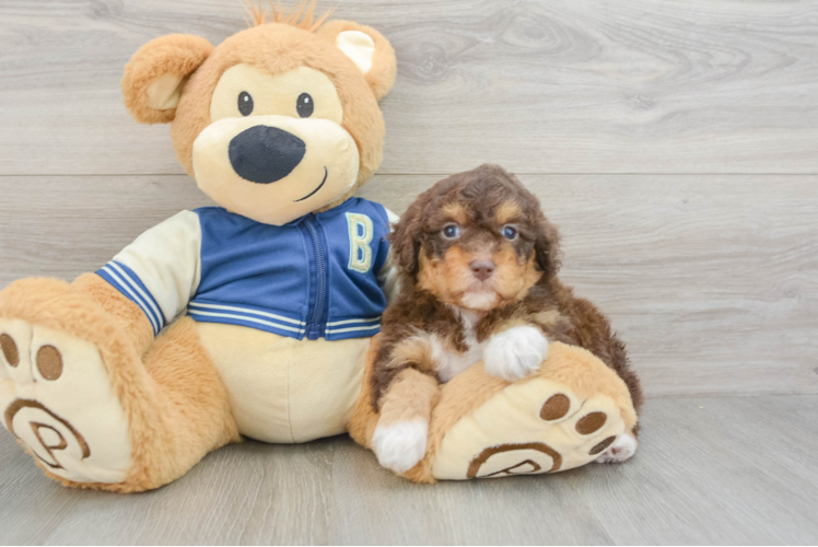 Little Mini Aussiepoo Poodle Mix Puppy