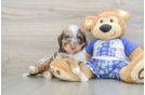 Small Mini Aussiedoodle Baby