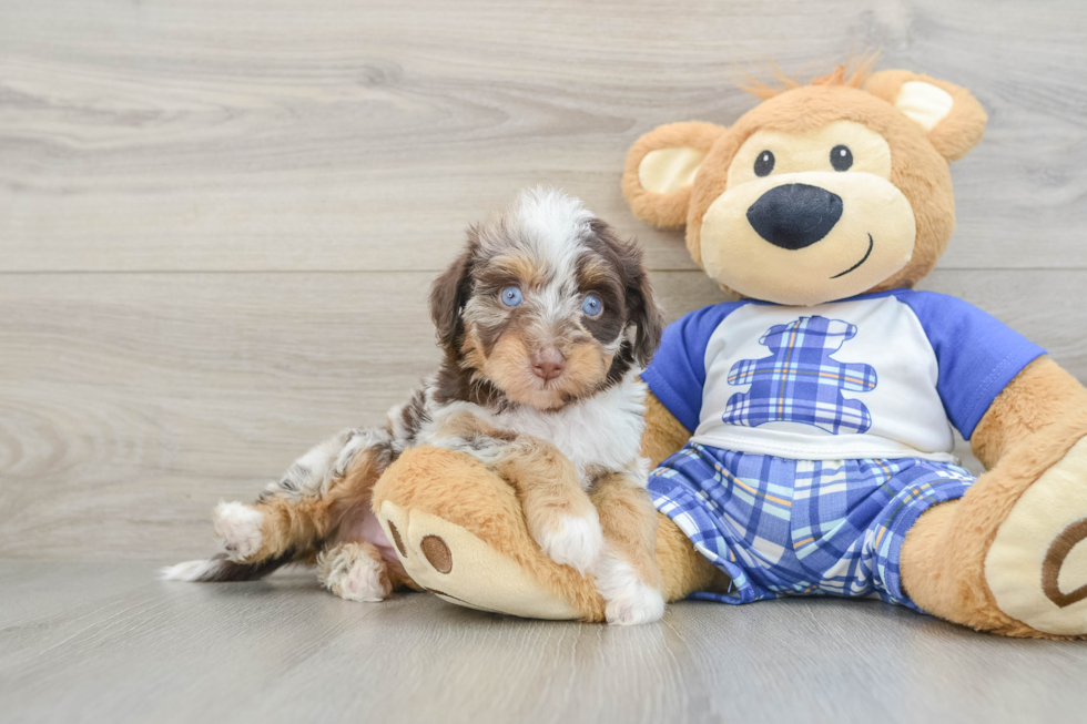 Small Mini Aussiedoodle Baby