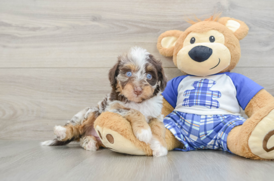 Small Mini Aussiedoodle Baby