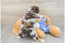 Mini Aussiedoodle Puppy for Adoption