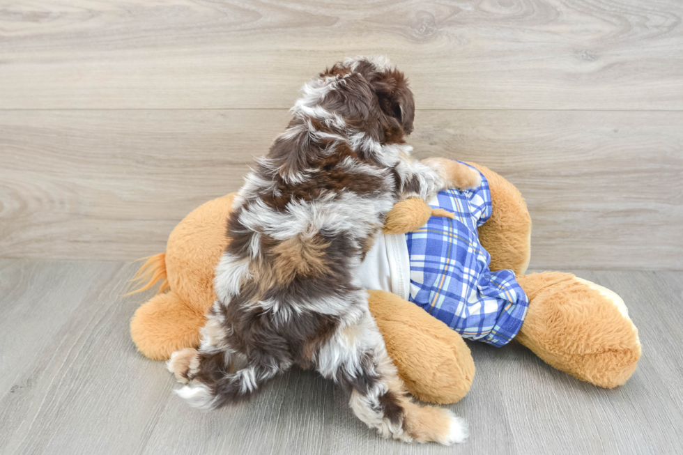 Mini Aussiedoodle Puppy for Adoption
