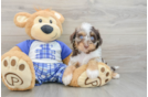 Smart Mini Aussiedoodle Poodle Mix Pup