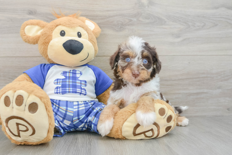 Smart Mini Aussiedoodle Poodle Mix Pup