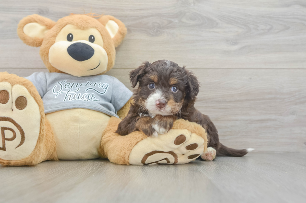 5 week old Mini Aussiedoodle Puppy For Sale - Seaside Pups