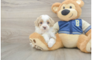 Mini Aussiedoodle Puppy for Adoption