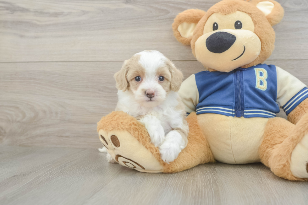 Mini Aussiedoodle Puppy for Adoption