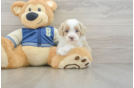 Best Mini Aussiedoodle Baby