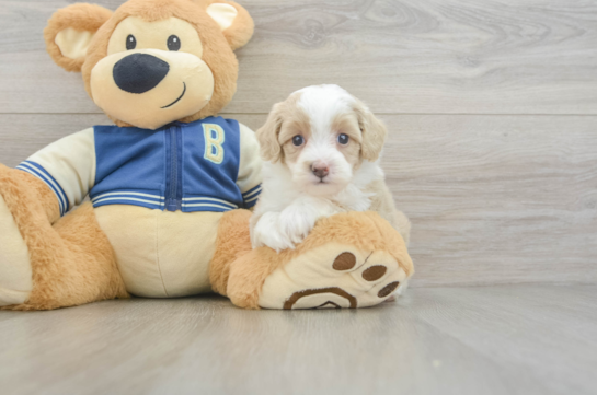 Best Mini Aussiedoodle Baby