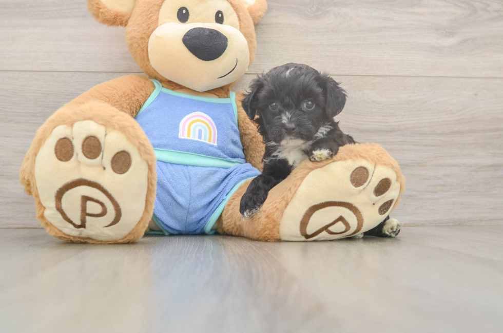 5 week old Mini Aussiedoodle Puppy For Sale - Seaside Pups