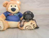 8 week old Mini Aussiedoodle Puppy For Sale - Seaside Pups