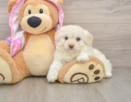 7 week old Mini Aussiedoodle Puppy For Sale - Seaside Pups