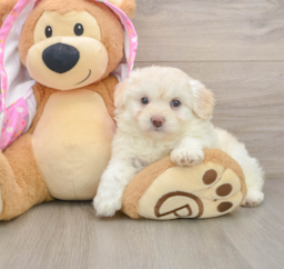 8 week old Mini Aussiedoodle Puppy For Sale - Seaside Pups