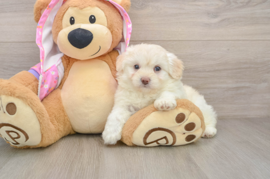 Best Mini Aussiedoodle Baby