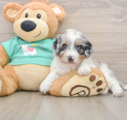 6 week old Mini Aussiedoodle Puppy For Sale - Seaside Pups