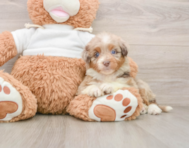 8 week old Mini Aussiedoodle Puppy For Sale - Seaside Pups