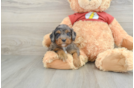 Cute Mini Aussiedoodle Baby