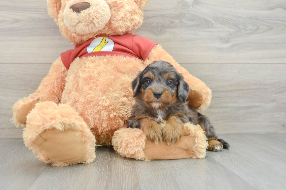 Mini Aussiedoodle Puppy for Adoption