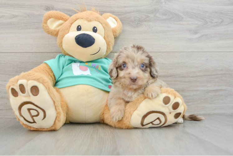 Mini Aussiedoodle Pup Being Cute