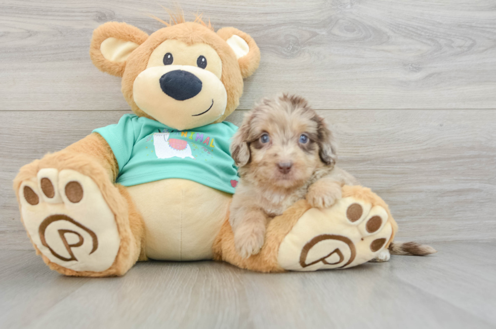 7 week old Mini Aussiedoodle Puppy For Sale - Seaside Pups