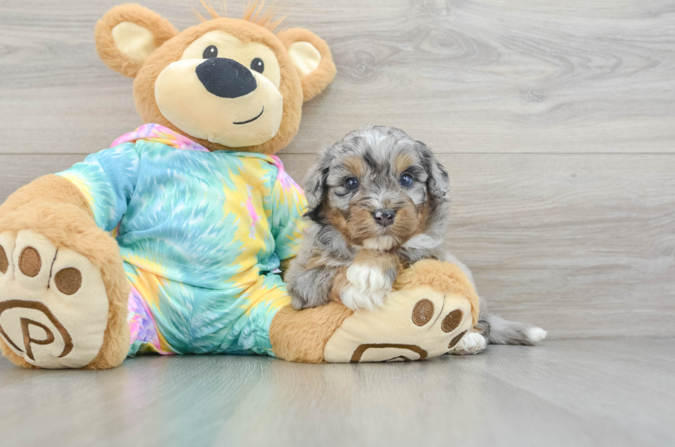 5 week old Mini Aussiedoodle Puppy For Sale - Seaside Pups