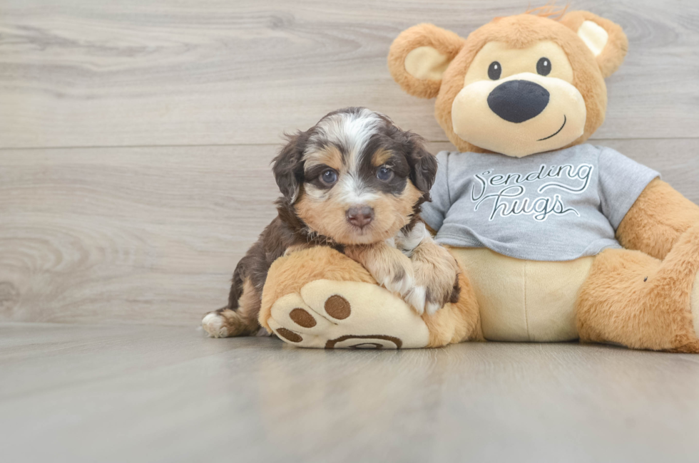 5 week old Mini Aussiedoodle Puppy For Sale - Seaside Pups