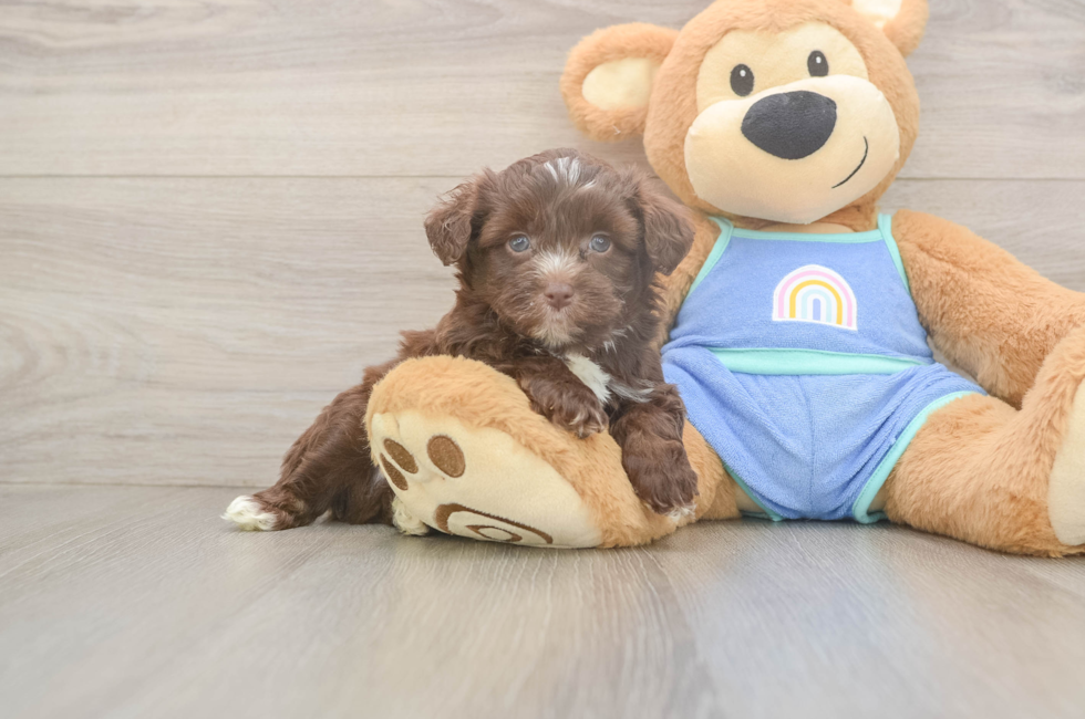 5 week old Mini Aussiedoodle Puppy For Sale - Seaside Pups