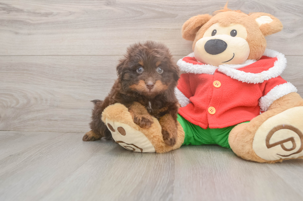 5 week old Mini Aussiedoodle Puppy For Sale - Seaside Pups
