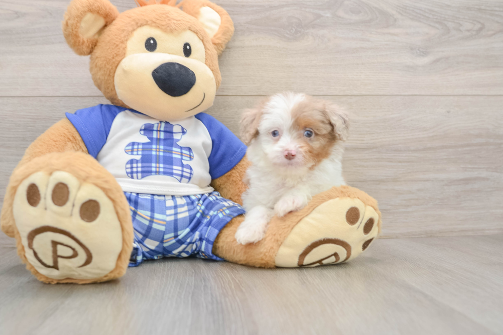 Playful Mini Aussiepoodle Poodle Mix Puppy