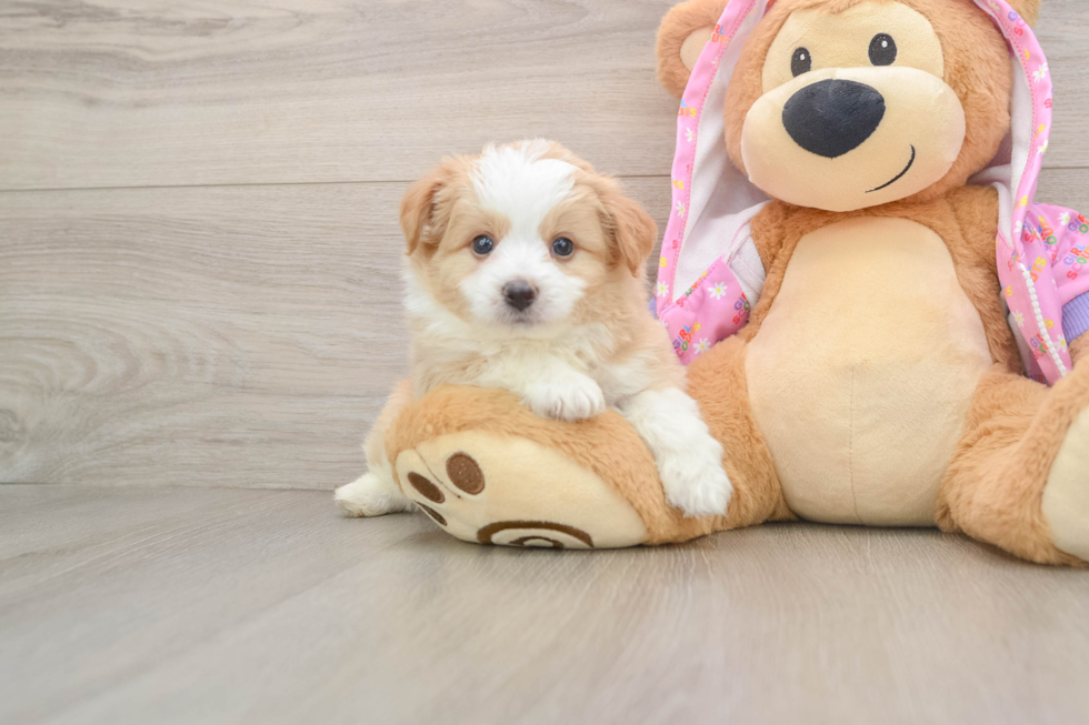 Best Mini Aussiedoodle Baby