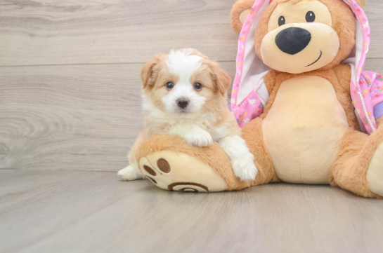 Best Mini Aussiedoodle Baby