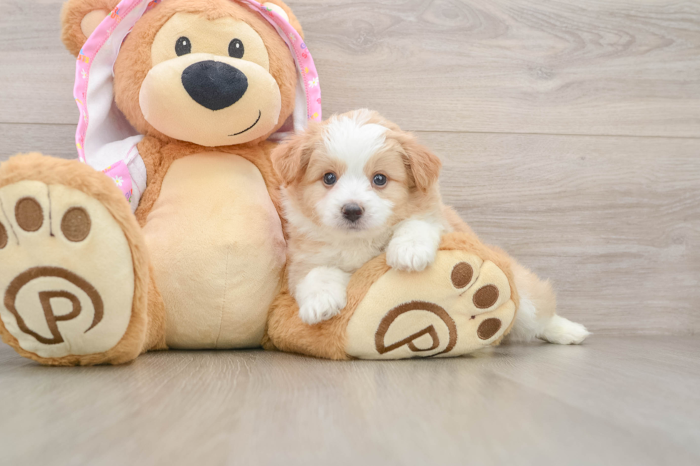 Best Mini Aussiedoodle Baby