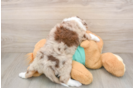 Mini Aussiedoodle Puppy for Adoption