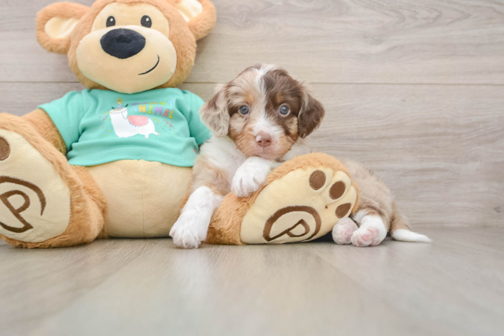 Mini Aussiedoodle Pup Being Cute