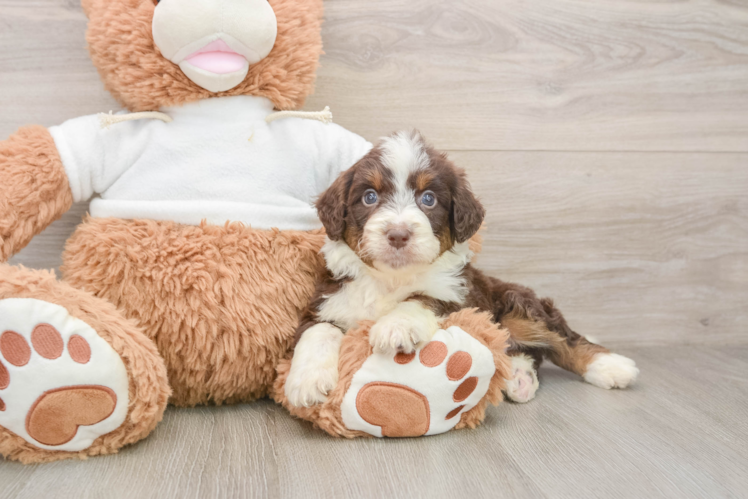 Mini Aussiedoodle Puppy for Adoption