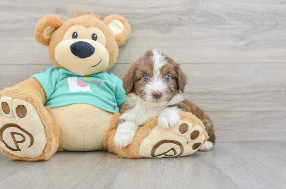 7 week old Mini Aussiedoodle Puppy For Sale - Seaside Pups