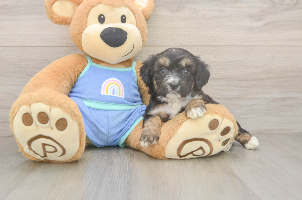 5 week old Mini Aussiedoodle Puppy For Sale - Seaside Pups