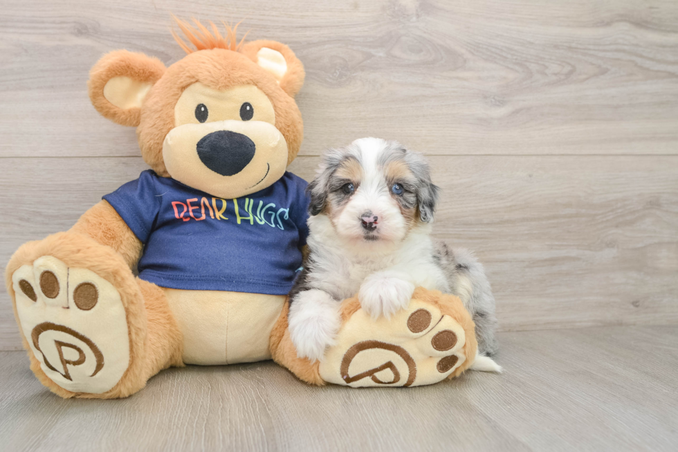 Mini Aussiedoodle Pup Being Cute